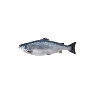 Salmon Chilled Gutted Norway Demarne GDP aprox. 5.5kg | per kg