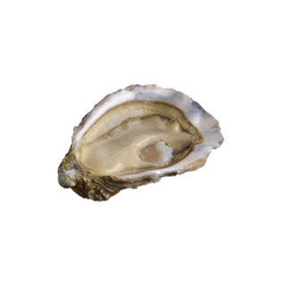 Oyster Ronce n°3 David Herve | per pcs