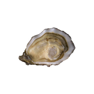 Oyster Speciale n°2 David Herve | per pcs