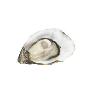 Oyster Speciale Agathe Mediterranean n°2 | per pcs