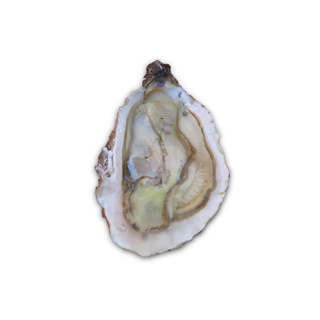 Oyster Speciale Cancale n°0 | per pcs