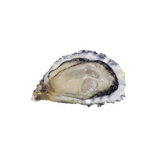 Oyster White Pearl n°3 | per pcs