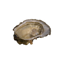Oyster Ideale n°1 David Herve | per pcs