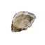 Oyster Fines de Claire n°3 David Herve | per pcs