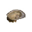 Oyster Ideale N°3 David Herve | per pcs