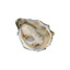 Oyster Speciale n°6 David Herve | per pcs